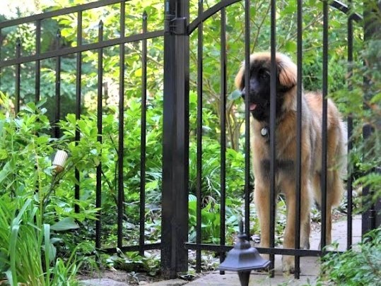 Photo of an aluminum fence and gate with a dog